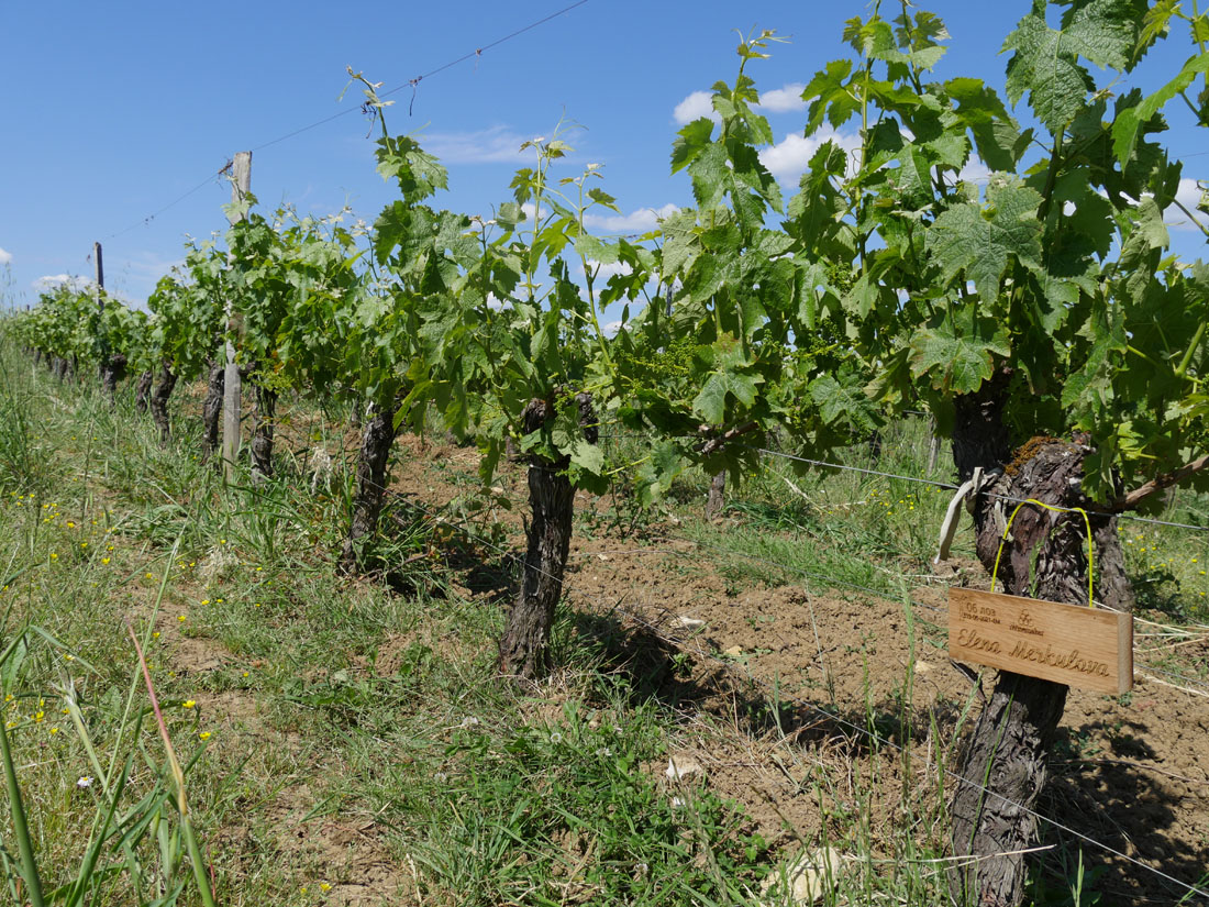 Виноградник на урожай